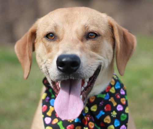 Hank, an adoptable Mountain Cur in Cookeville, TN