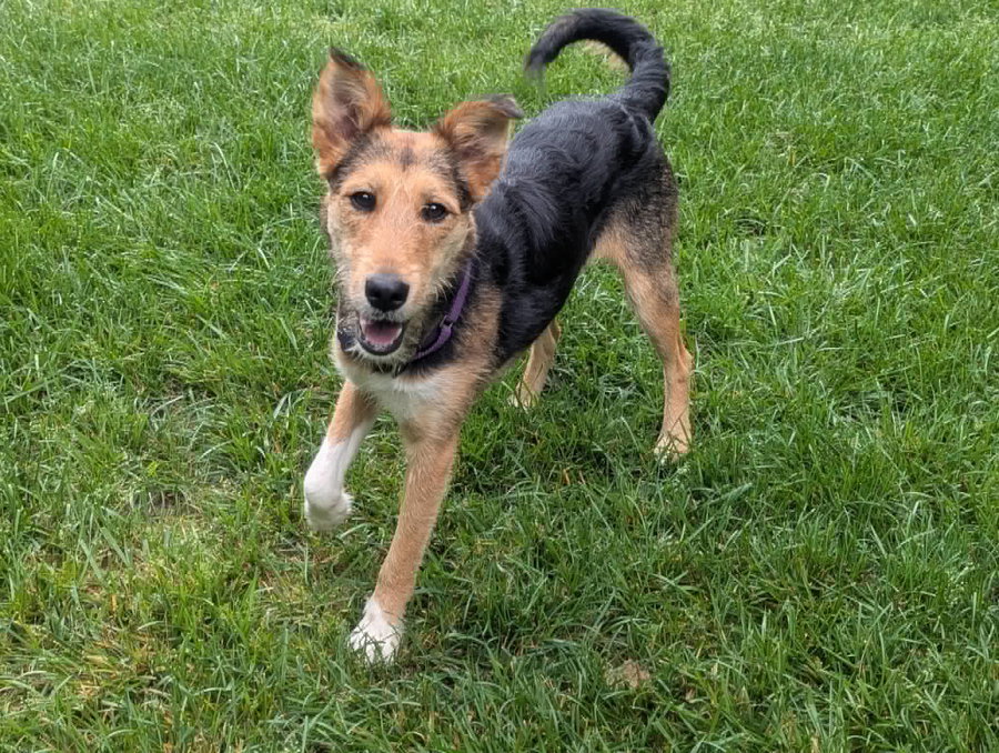 Lacy - FREE TO ADOPT!