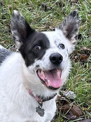 Border Collie