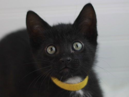 Jig - SEE ME AT PETCO!, an adoptable Domestic Short Hair in Cookeville, TN