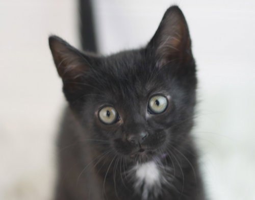 Boxty - SEE ME AT PETCO!, an adoptable Domestic Short Hair in Cookeville, TN