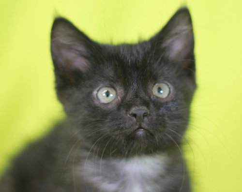 Kelly - READY for adoption after 5/22!, an adoptable Domestic Short Hair in Cookeville, TN
