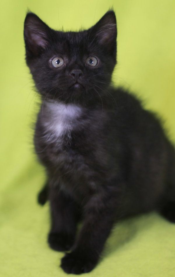 Kelly - READY for adoption after 5/22!