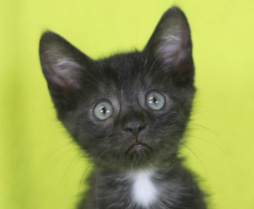 Walsh - READY for adoption after 5/22!, an adoptable Domestic Short Hair in Cookeville, TN