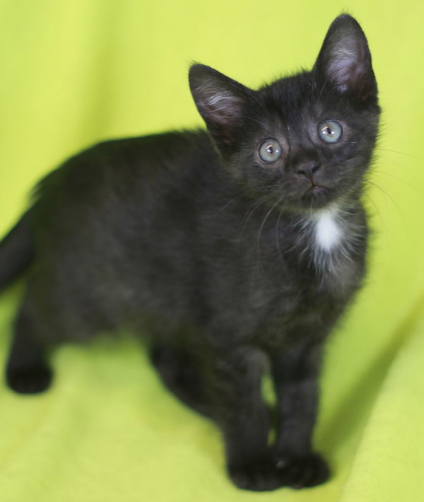 Walsh - READY for adoption after 5/22!