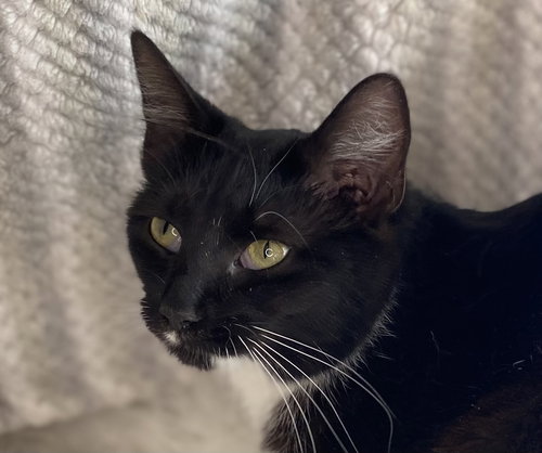 Tina - SEE ME @ PETCO!, an adoptable Domestic Short Hair in Cookeville, TN