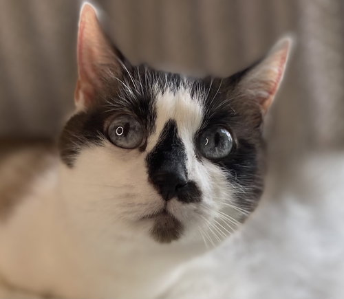 Moira - SEE ME @ PETCO!, an adoptable Snowshoe in Cookeville, TN