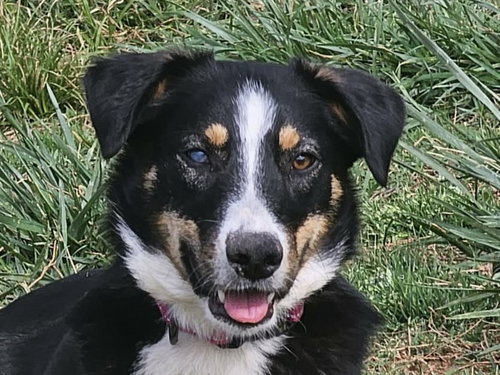 Alice, an adoptable Australian Shepherd in Cookeville, TN