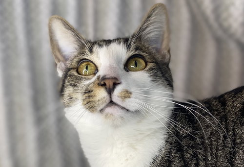 Cormac - SEE ME @ PETCO!, an adoptable Domestic Short Hair in Cookeville, TN