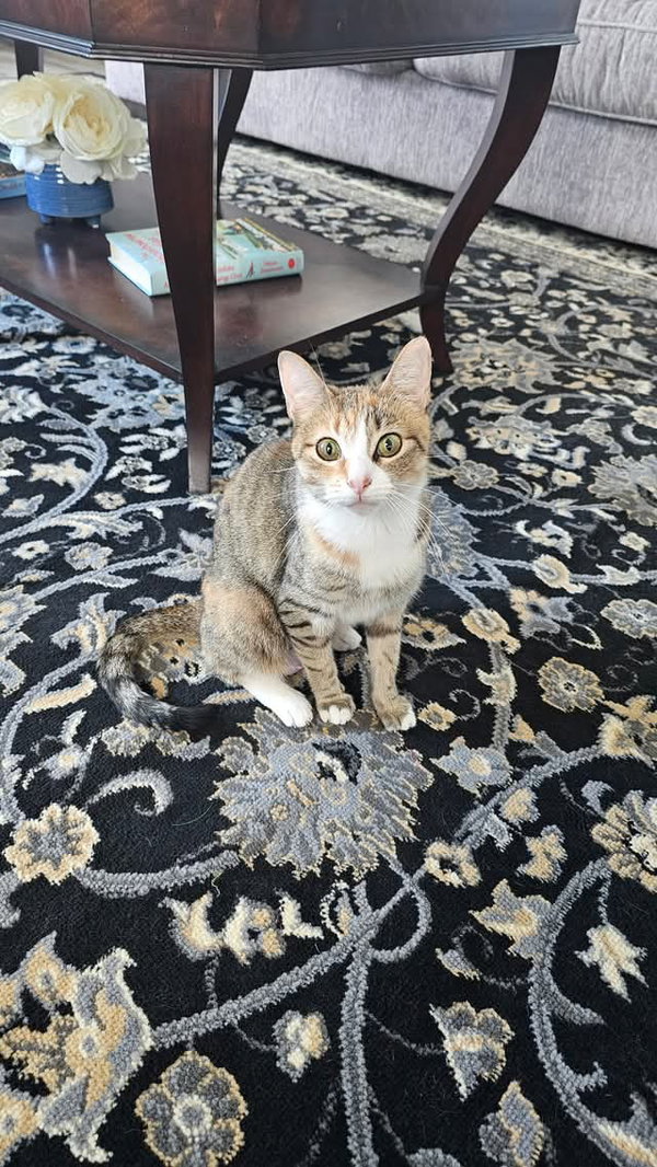 Colleen - SEE ME AT PETCO!