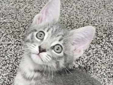 Shannon, an adoptable Domestic Short Hair in Cookeville, TN