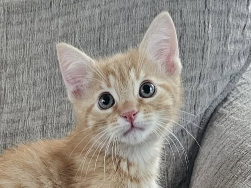 Conan, an adoptable Domestic Short Hair in Cookeville, TN
