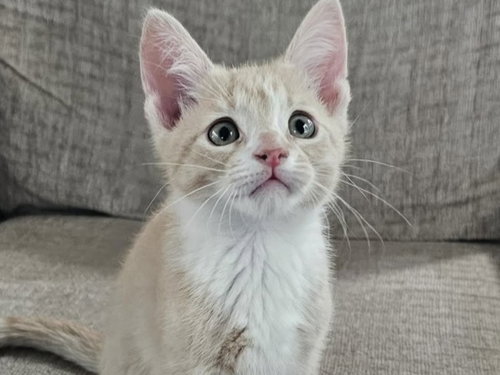 Quinn, an adoptable Domestic Short Hair in Cookeville, TN