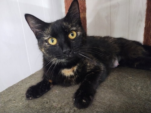 Vanderbilt, an adoptable Tortoiseshell in Cookeville, TN
