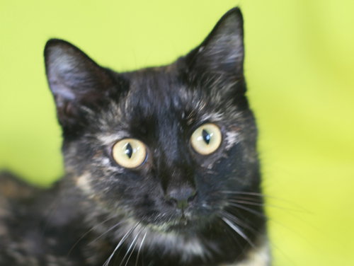 Vanderbilt - SEE ME @ PETCO!, an adoptable Tortoiseshell in Cookeville, TN