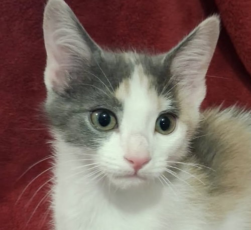 Kayla, an adoptable Domestic Short Hair in Cookeville, TN