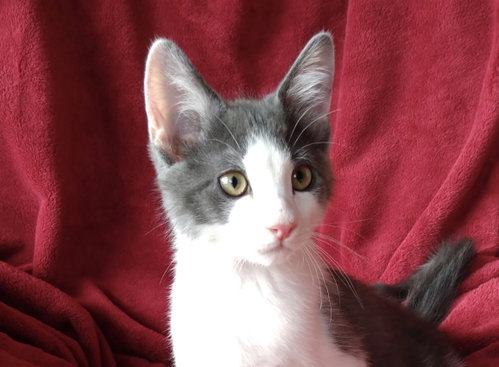 Kix, an adoptable Domestic Short Hair in Cookeville, TN