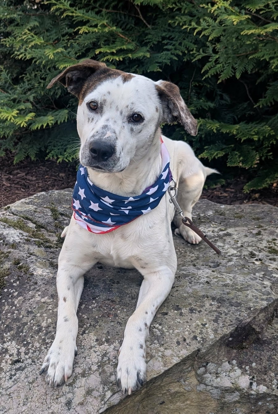 Monty - FREE TO ADOPT!