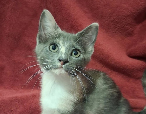 Kristy, an adoptable Domestic Short Hair in Cookeville, TN