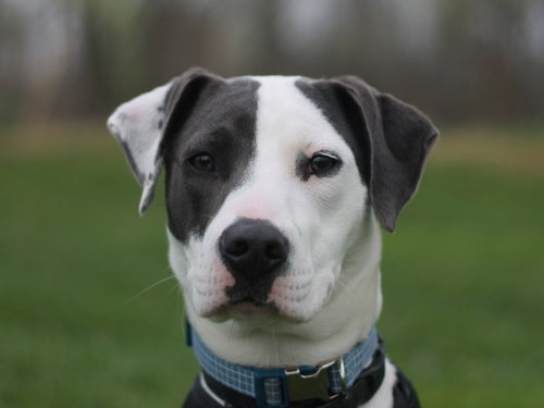 Murphy *Courtesy Listing*, an adoptable Weimaraner in Cookeville, TN