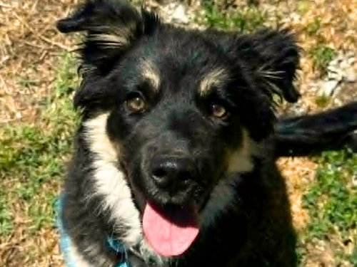 Peanut Butter, an adoptable Australian Shepherd in Cookeville, TN