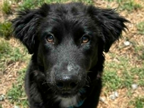 Jelly, an adoptable Australian Shepherd in Cookeville, TN