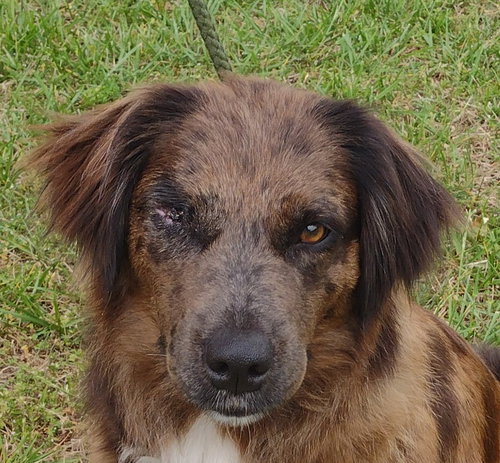 Hershey, an adoptable Australian Shepherd in Cookeville, TN