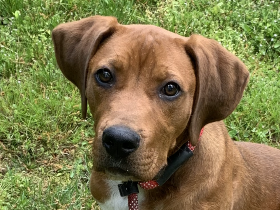 Boone