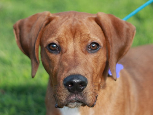 Boone, an adoptable Redbone Coonhound in Cookeville, TN