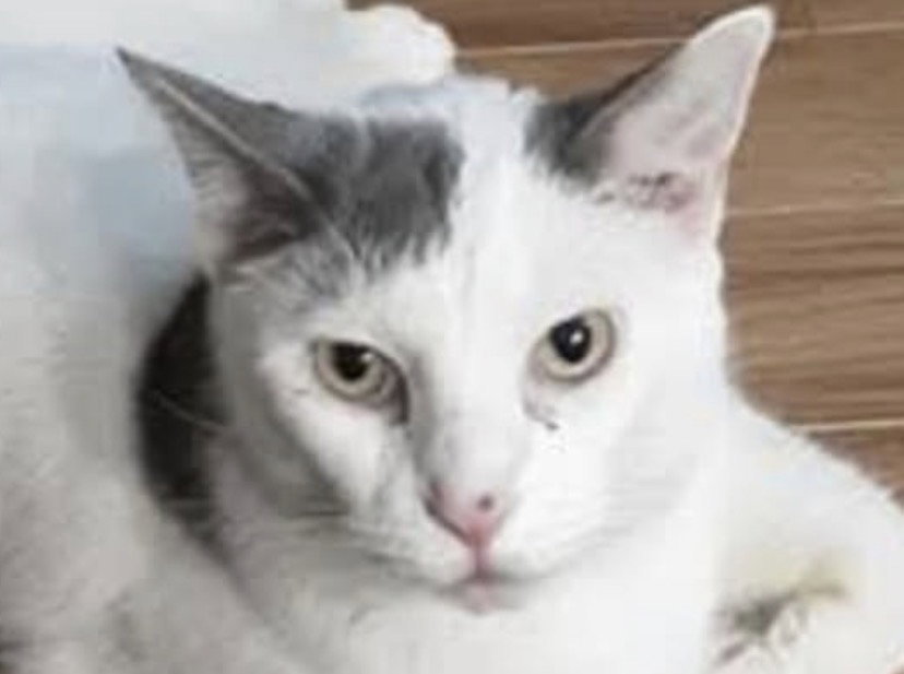 Snickers - FREE TO ADOPT SENIOR