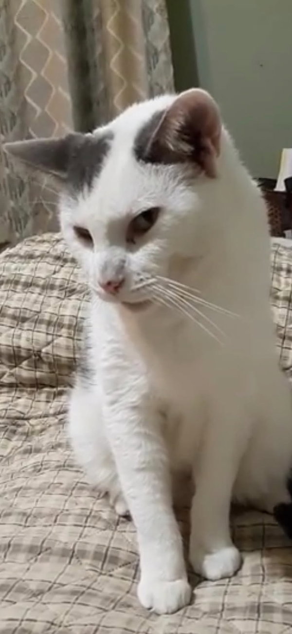 Snickers - FREE TO ADOPT SENIOR