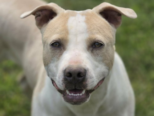 Lolli, an adoptable Pit Bull Terrier in Cookeville, TN