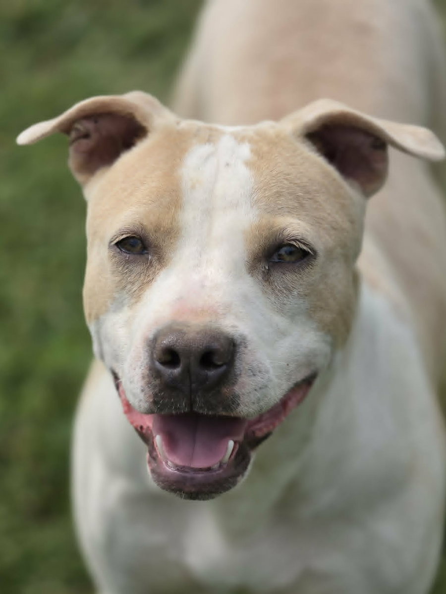 Lolli - MEET ME @ PETCO 6/6/26!