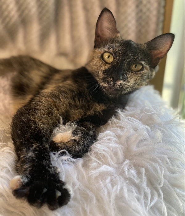Junia - SEE ME @ PETCO!