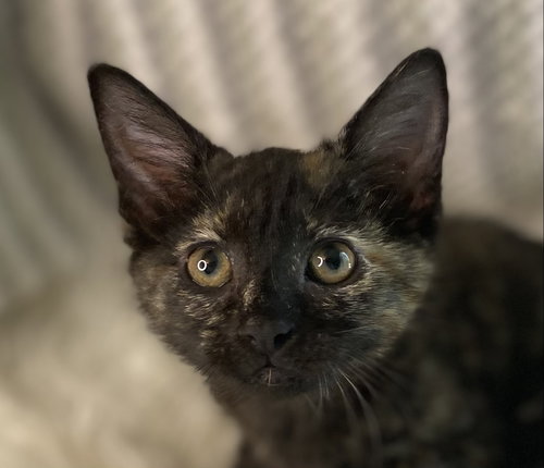 Jolie