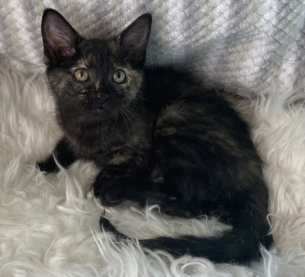 Jolie - SEE ME @ PETCO!