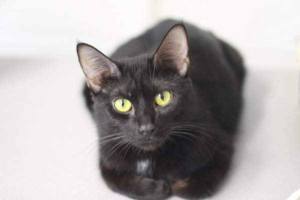 Ember