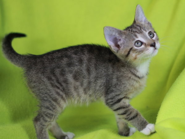 Sprout - SEE ME @ PETCO!