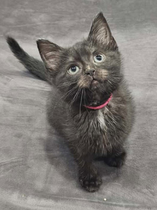 Soot