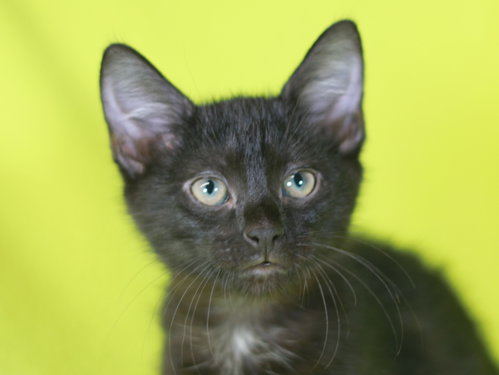 Bean - SEE ME @ PETCO!