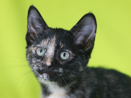 Amber - SEE ME @ PETCO!