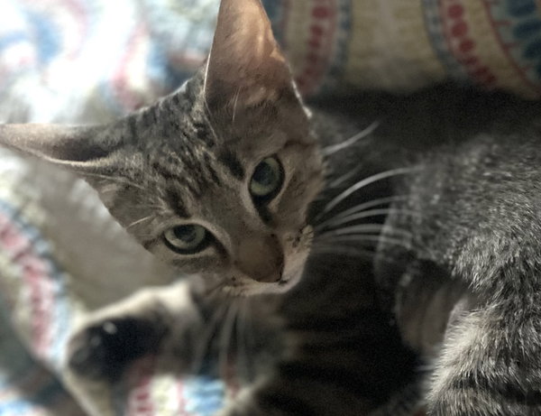 Mabel - ADOPT ME FOR $25!