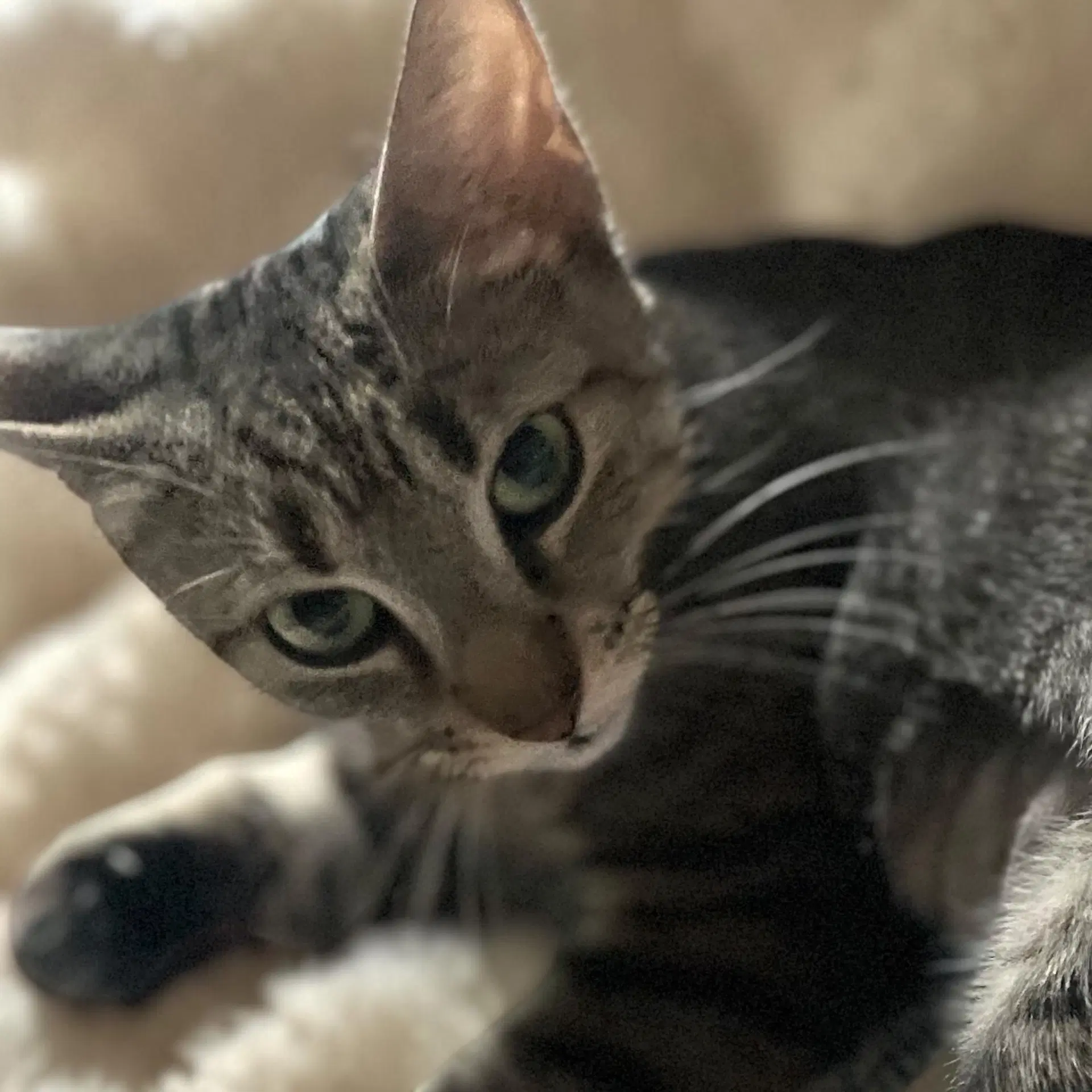 Mabel - Abyssinian