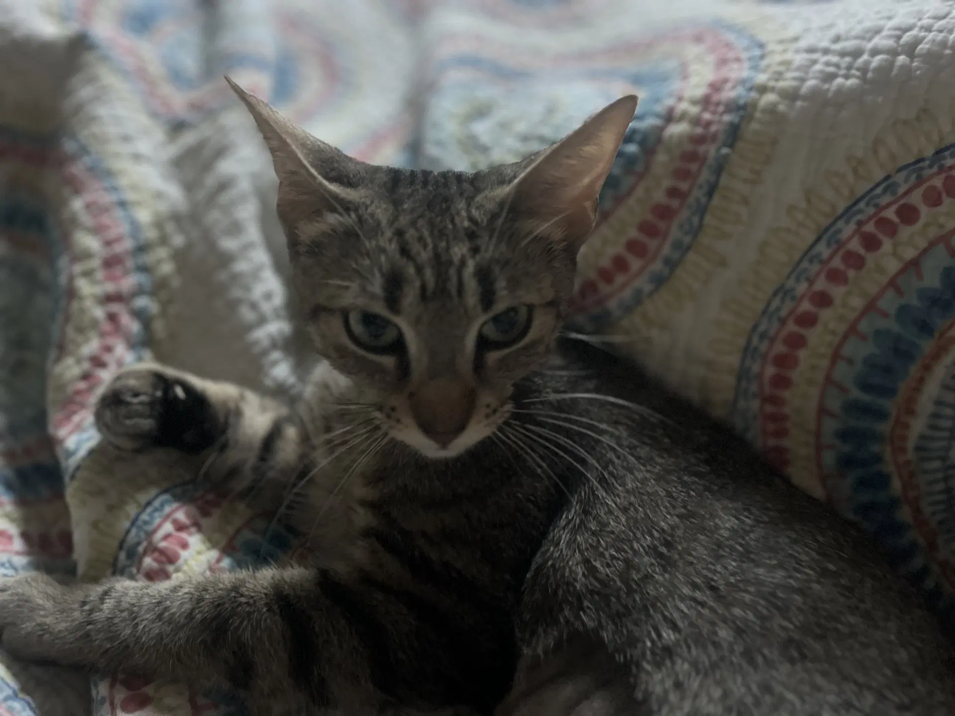 Mabel image 4