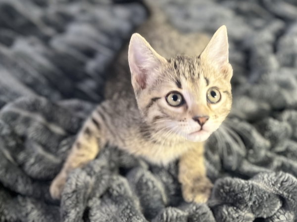 Marlowe