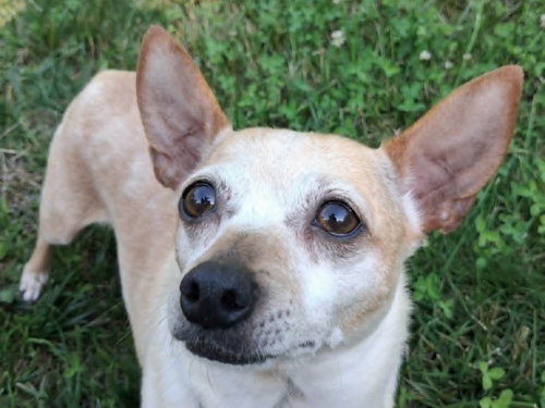 Trixie