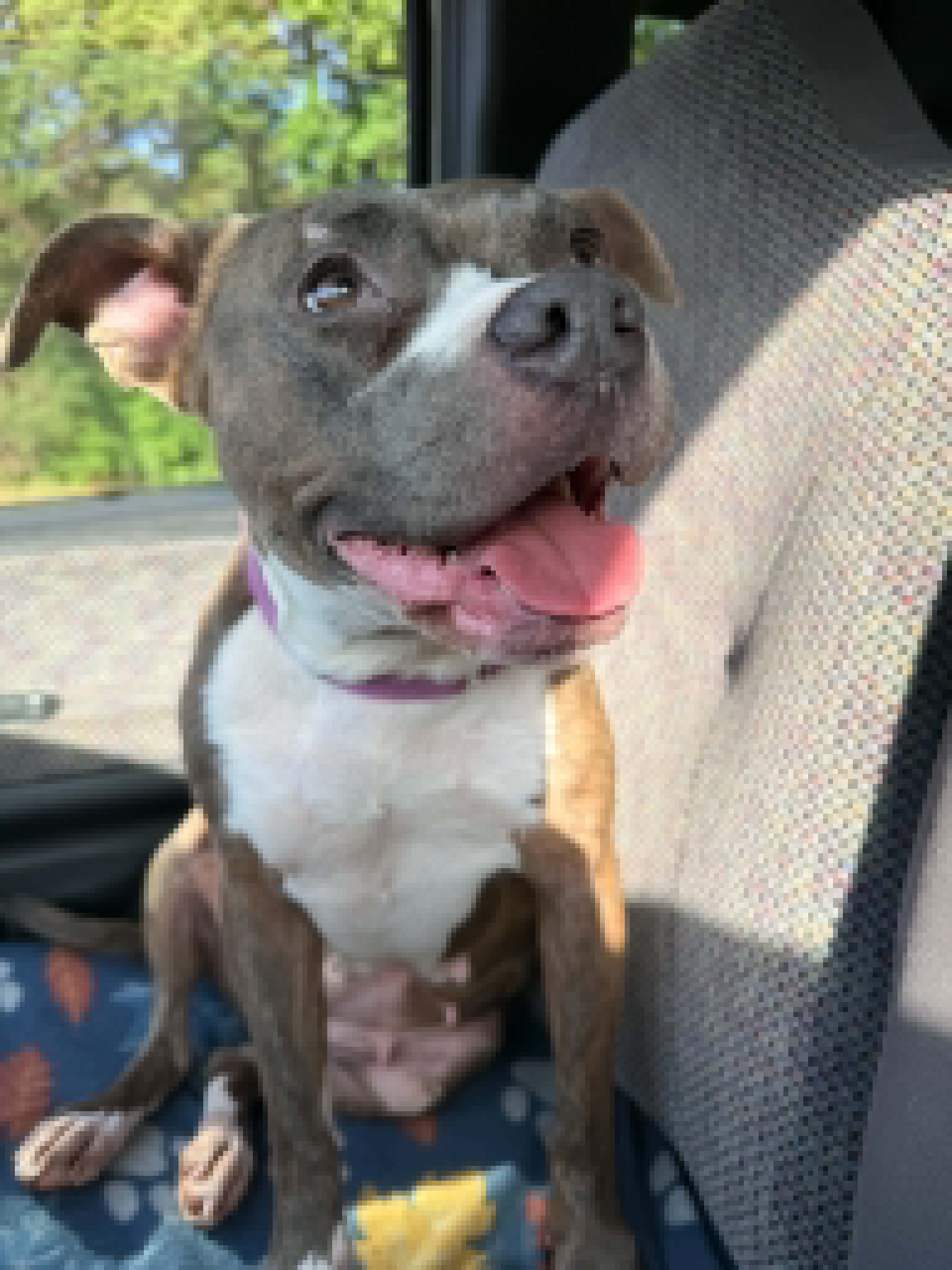Kalina - Courtesy Listing - American Pit Bull Terrier