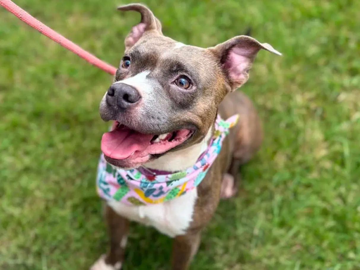 Kalina - Courtesy Listing - American Pit Bull Terrier