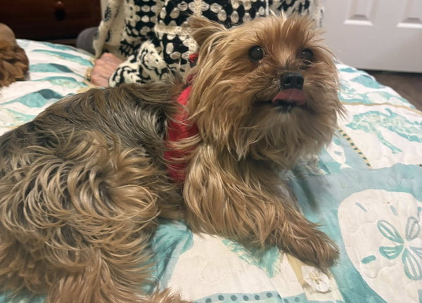 Cooper & Buddy - COURTESY BONDED PAIR