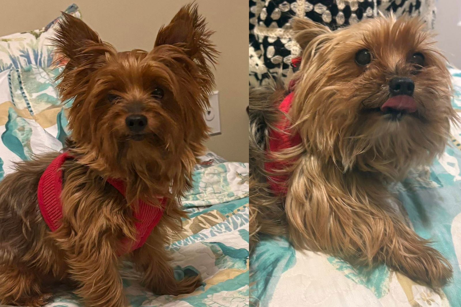 Cooper & Buddy - COURTESY BONDED PAIR